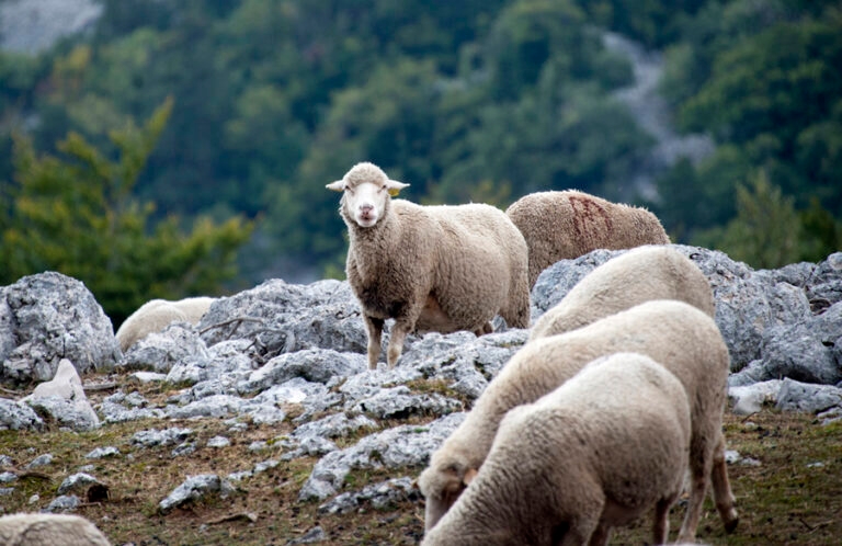 moutons_montventoux_12