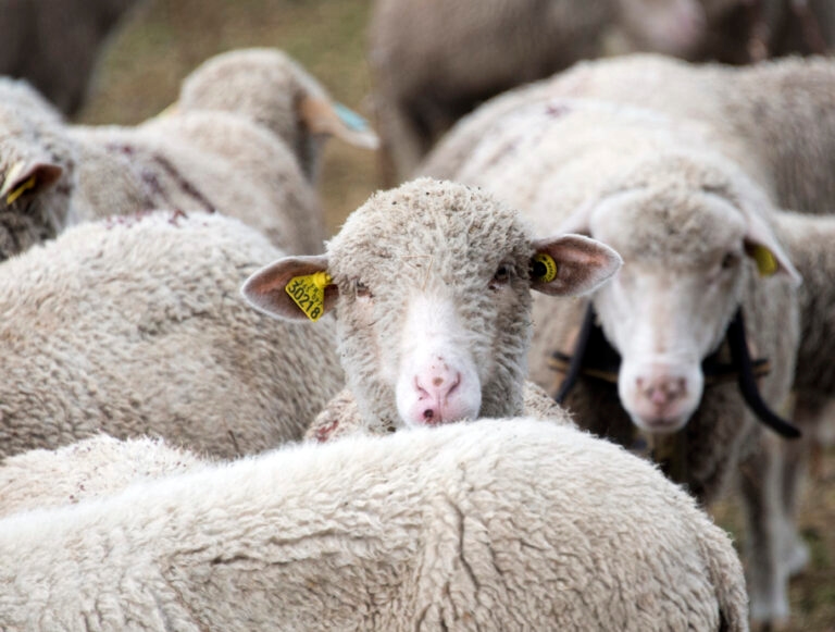 moutons_montventoux_13