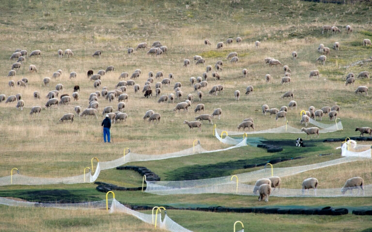 moutons_montventoux_3