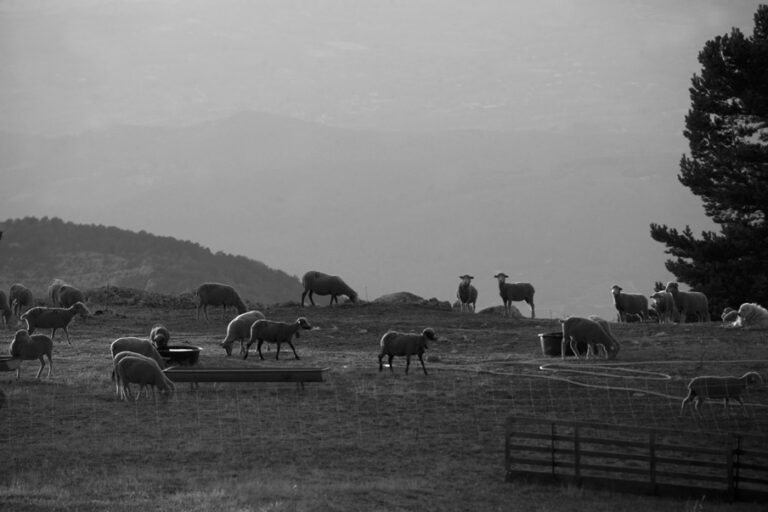 moutons_montventoux_5