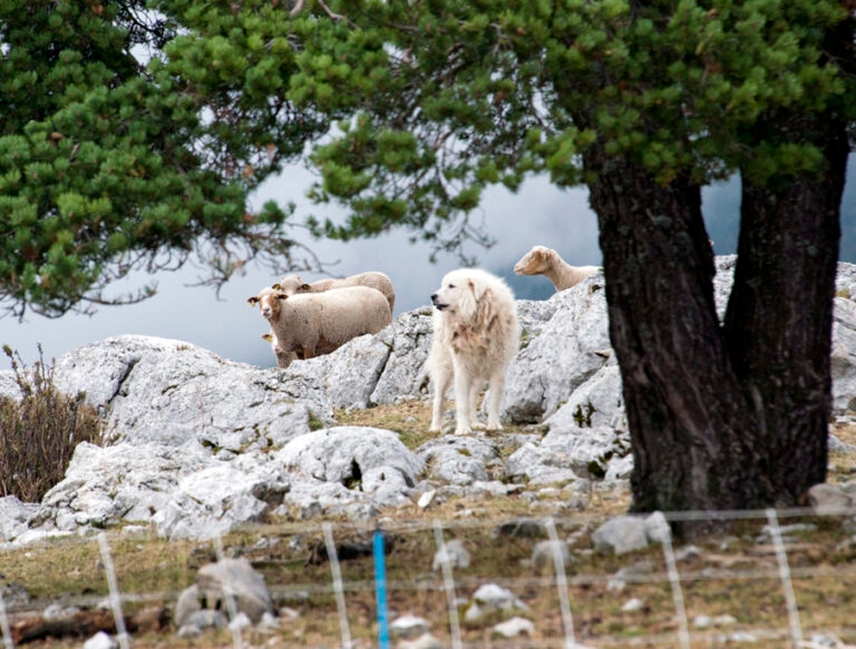 moutons_montventoux_7