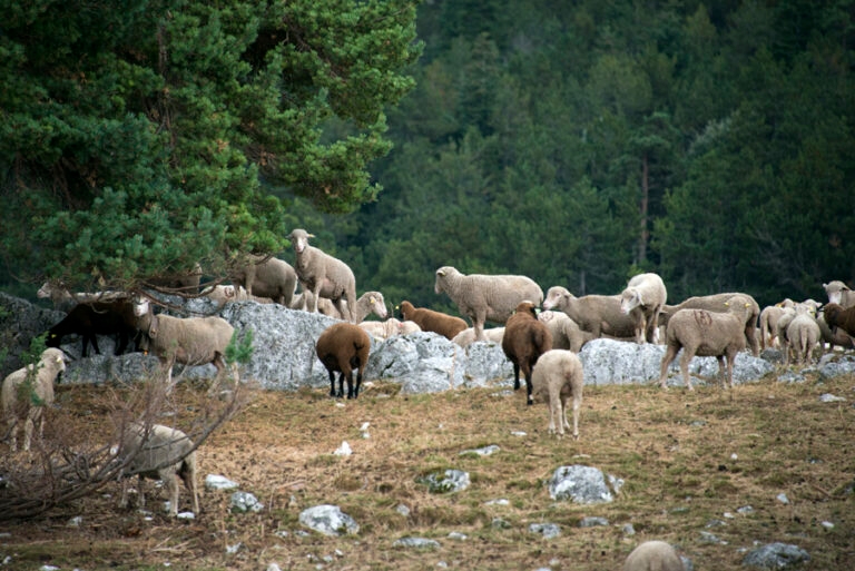 moutons_montventoux_8