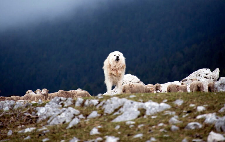 moutons_montventoux_9