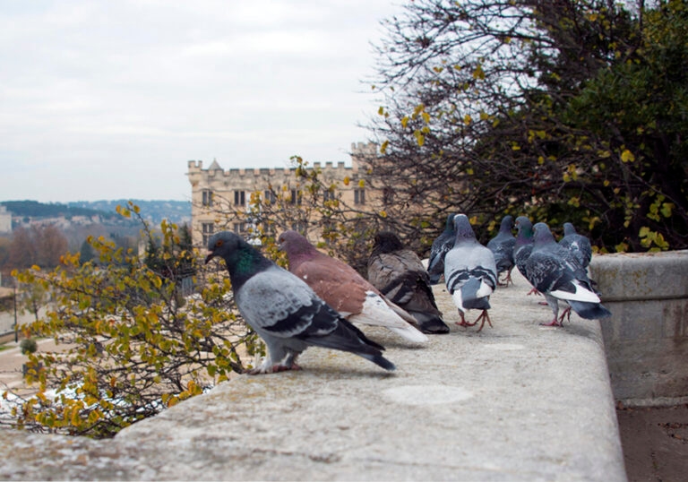Avignon_6