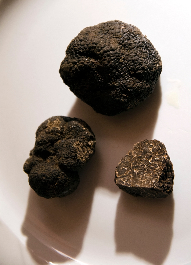 degustation-truffe0