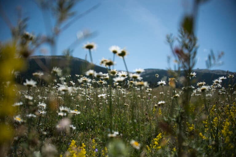 7 juillet - Mont Serein_40