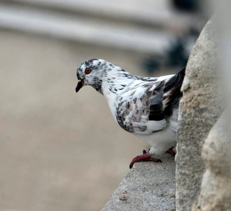Avignon_15
