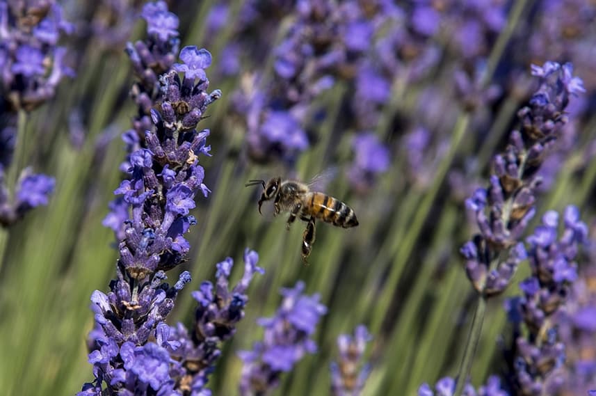 les abeilles, la lavande en provence