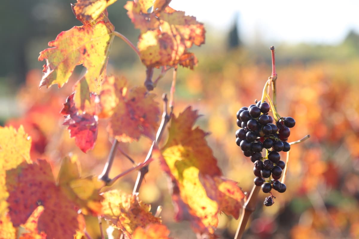 grappe de raisin pour le vin