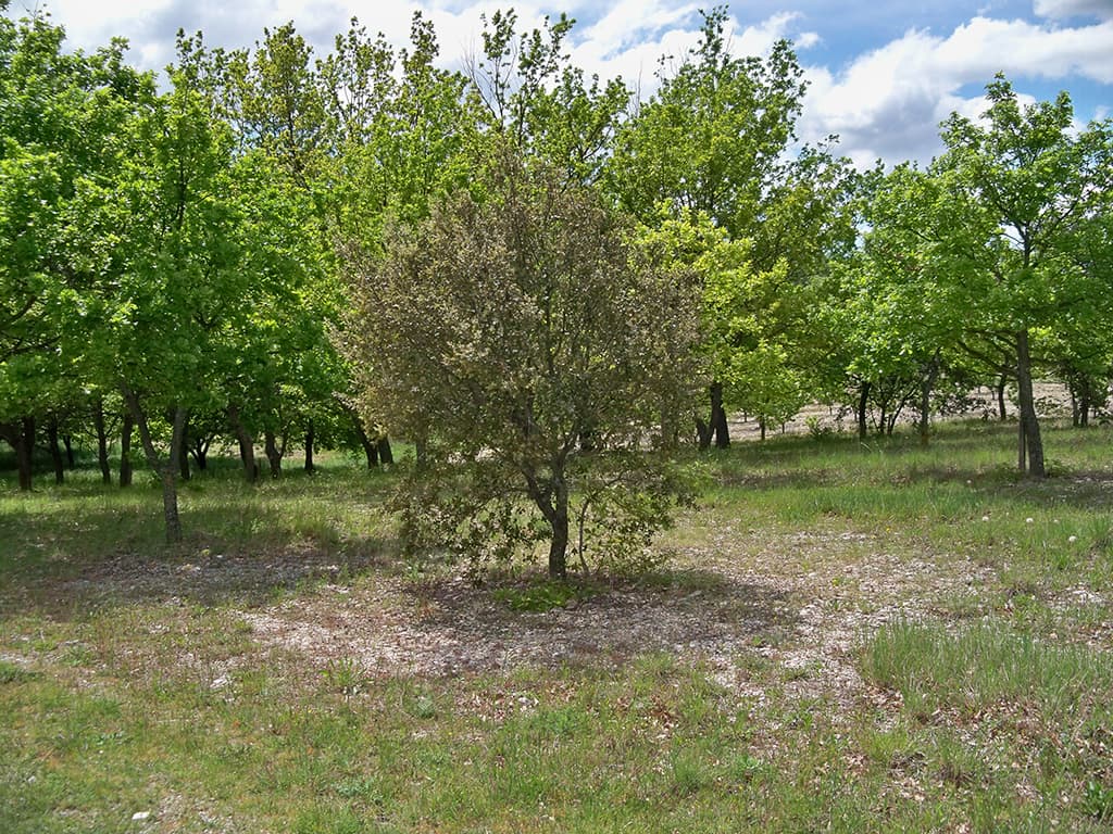 Beaumont_-_truffières