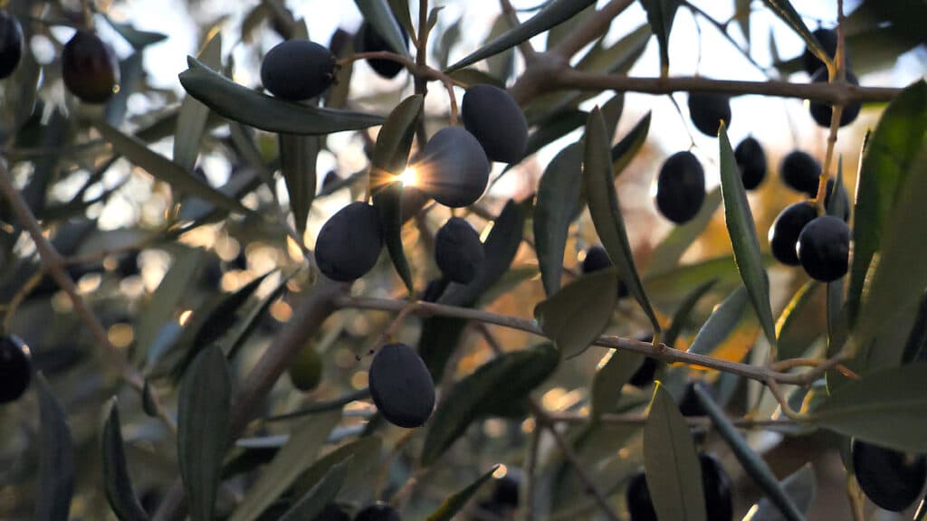 Olives de Provence