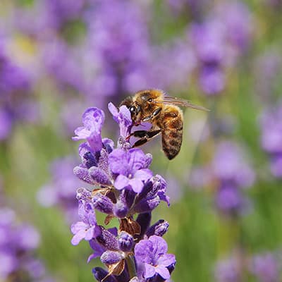 abeille