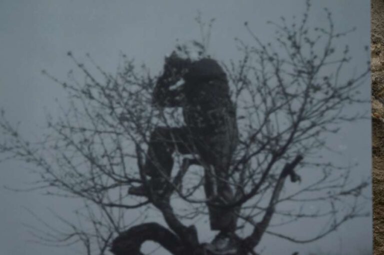 expo_cove_lumiere_13