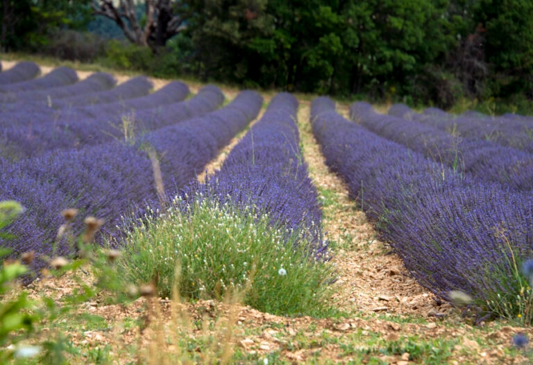 24 juillet - Sault_3 LP