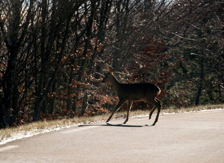 23Nov-Ventouxetneige3