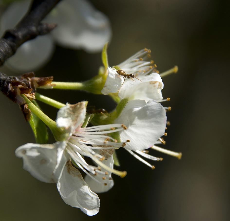 vaucluse premier producteur de cerises fleurs cerisier