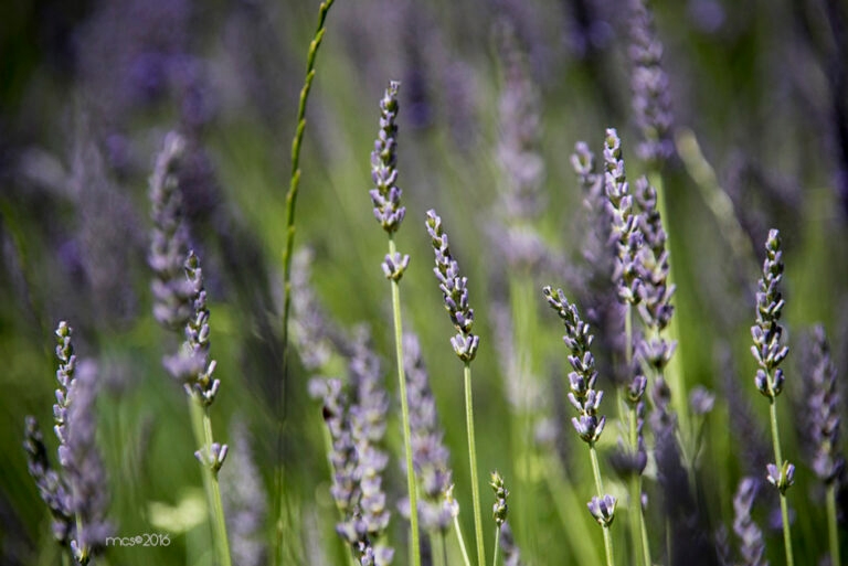 Lavande_1