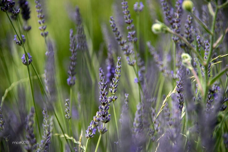 Lavande_2