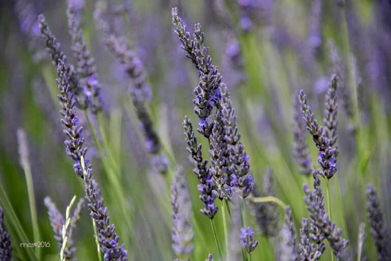 Lavande_3