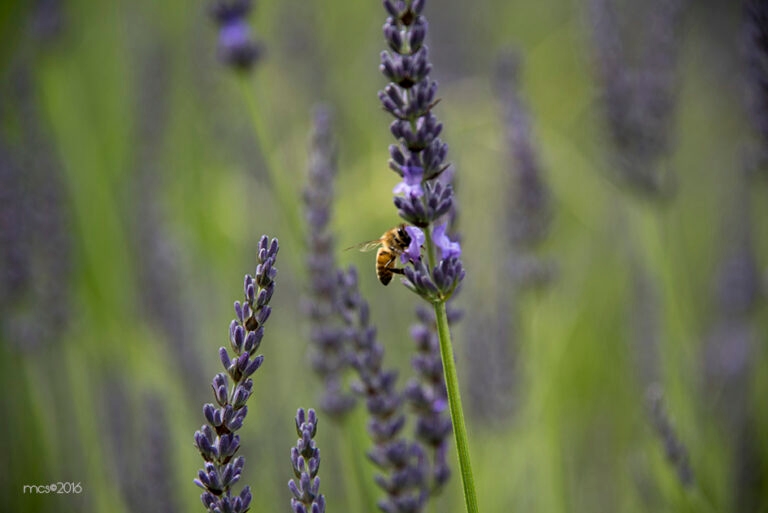 Lavande_5