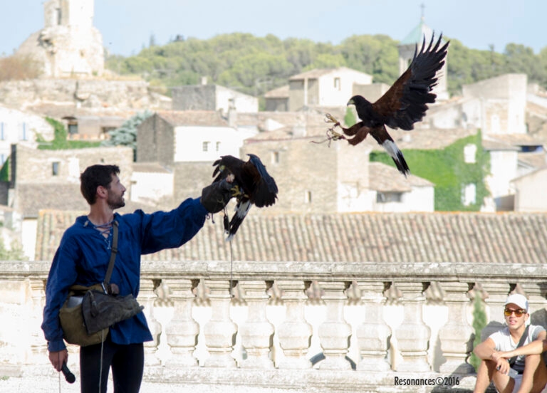 Lourmarin-Aigle Royal_2