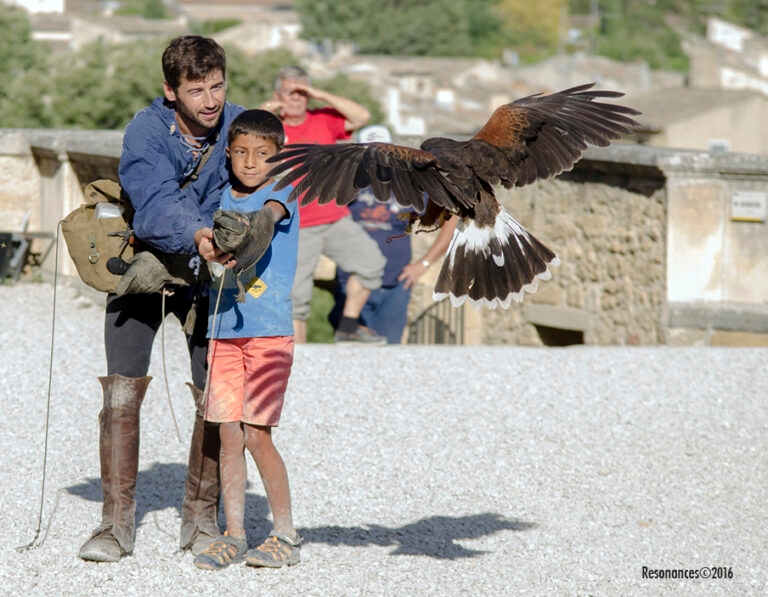 Lourmarin-Aigle Royal_4