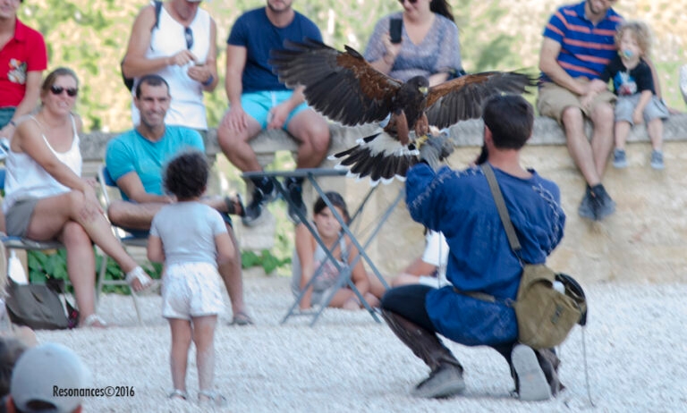 Lourmarin-Aigle Royal_5