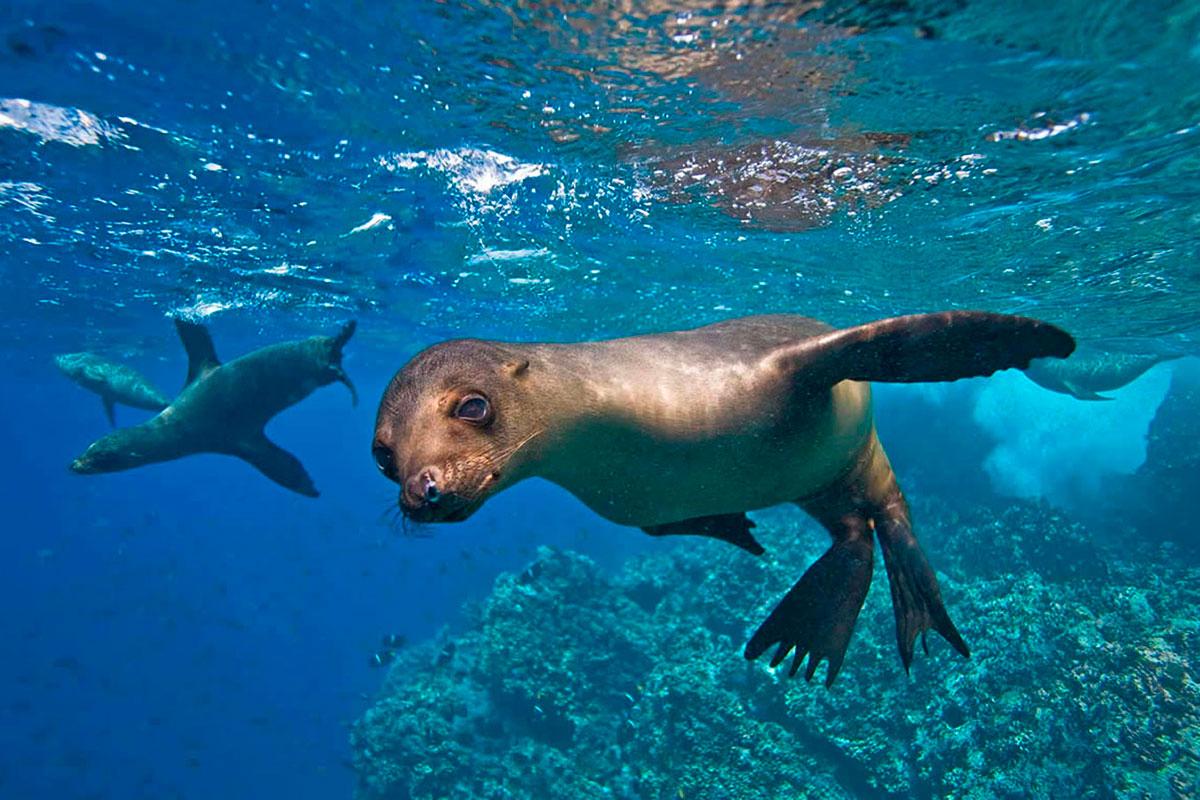 Patrimoines de l’Humanité - Photo Galapagos