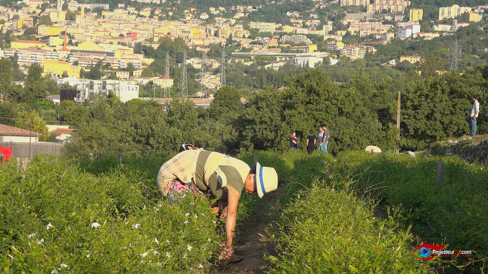 Philippe Garnerone cultivateur de plantes à parfums du Pays de Grasse