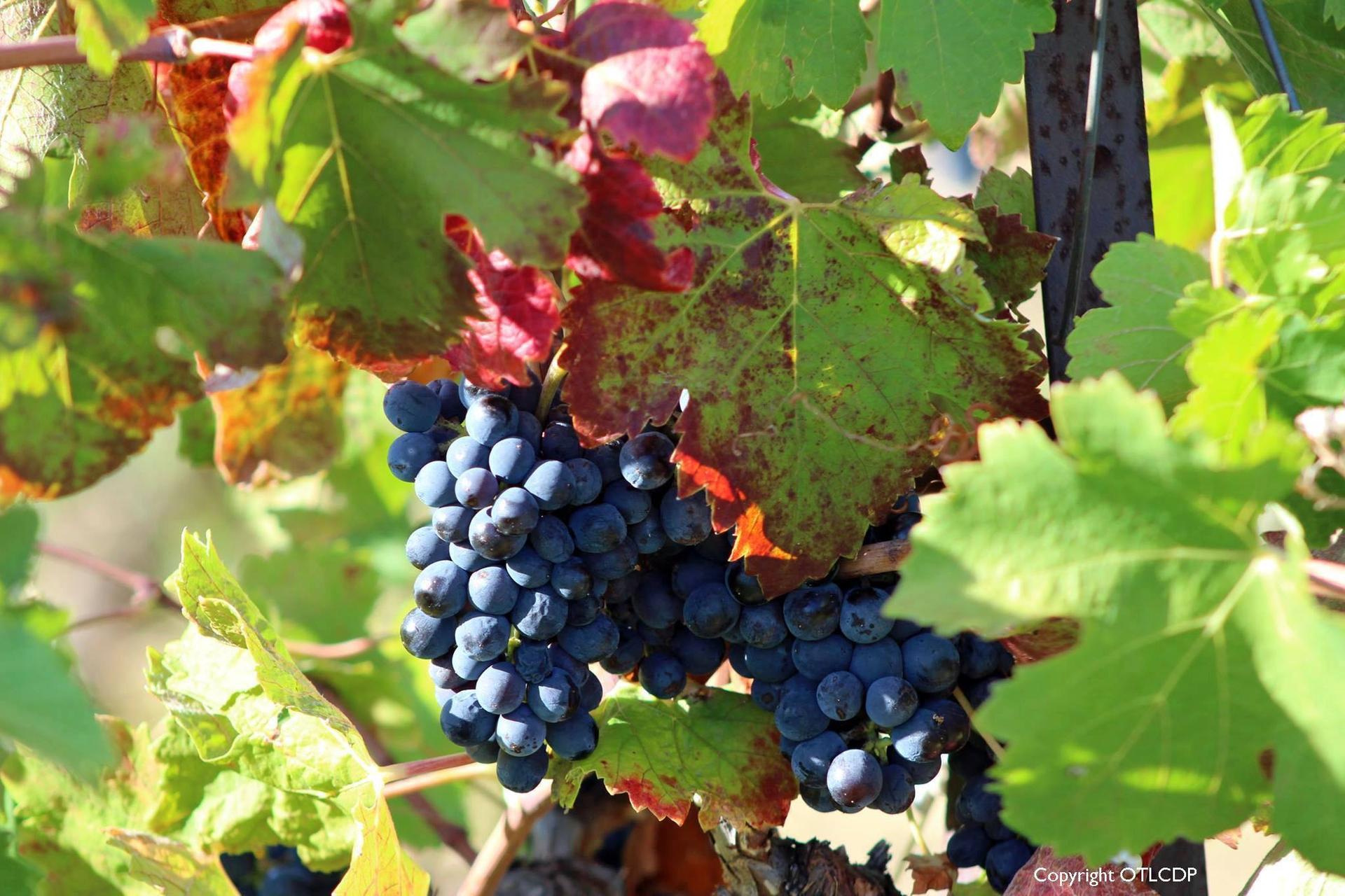 Vaucluse, terre de culture et terroir raisins ©Luberon coeur de Provence