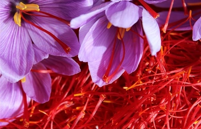 Vaucluse, terre de culture et terroir safran