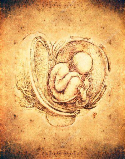 Illustration d'un foetus par Leonard de Vinci