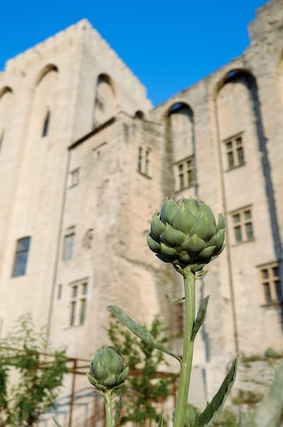 artichaut Palais des Papes Decouvrir Avignon autrement ©JC Guisset Avignon tourisme