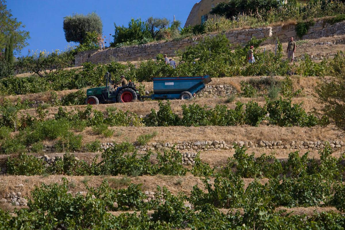 Vendanges dans un champ de vignes au milieu des restanques