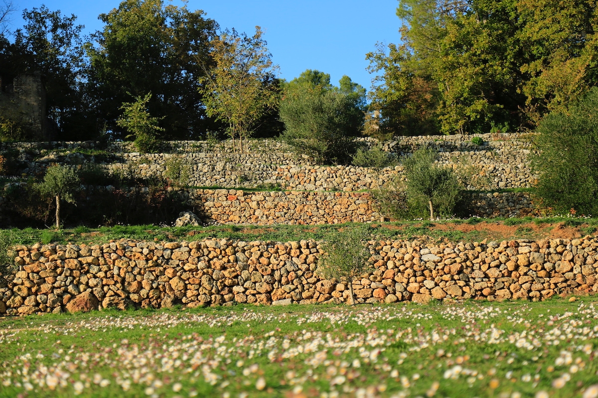 restanque champ de vigne ©Mathieu Houllière