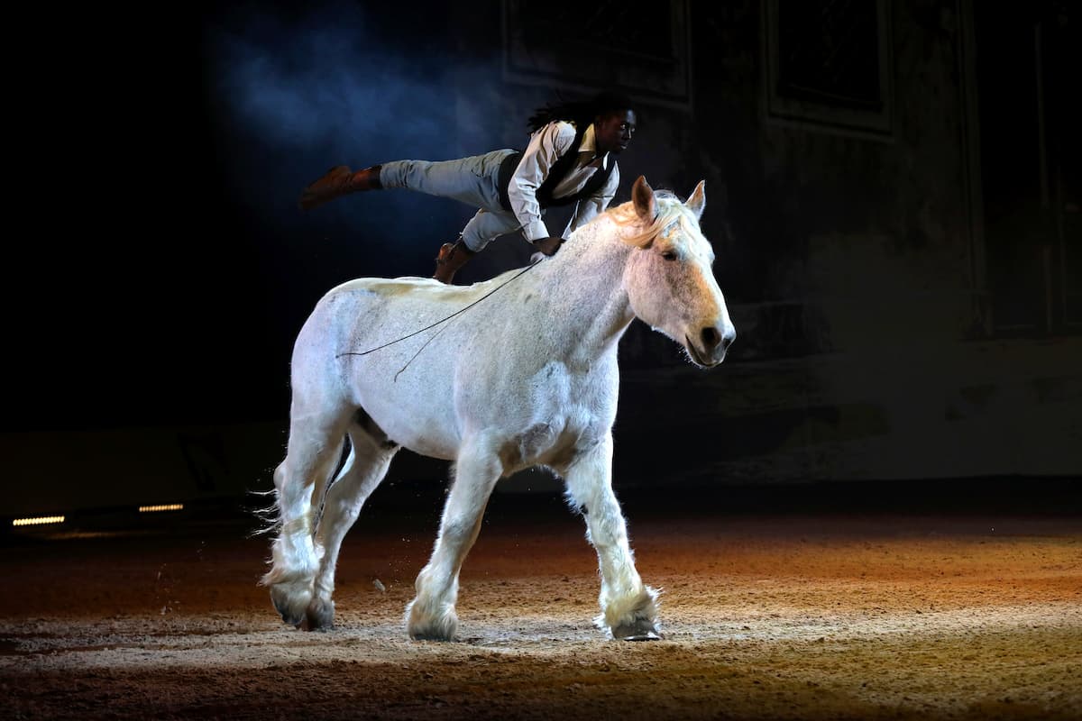 Cheval passion Gala des crinieres dor revelateur de talent