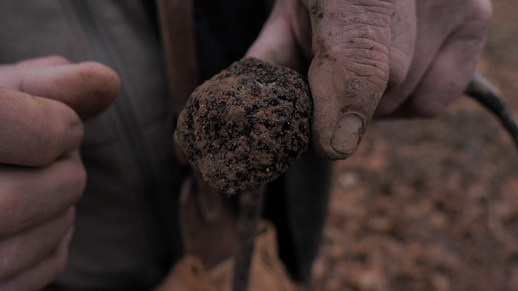 cavage truffe fougie