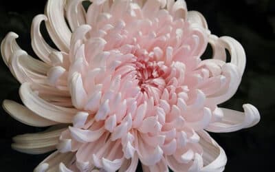 des mots en images chrysanthème