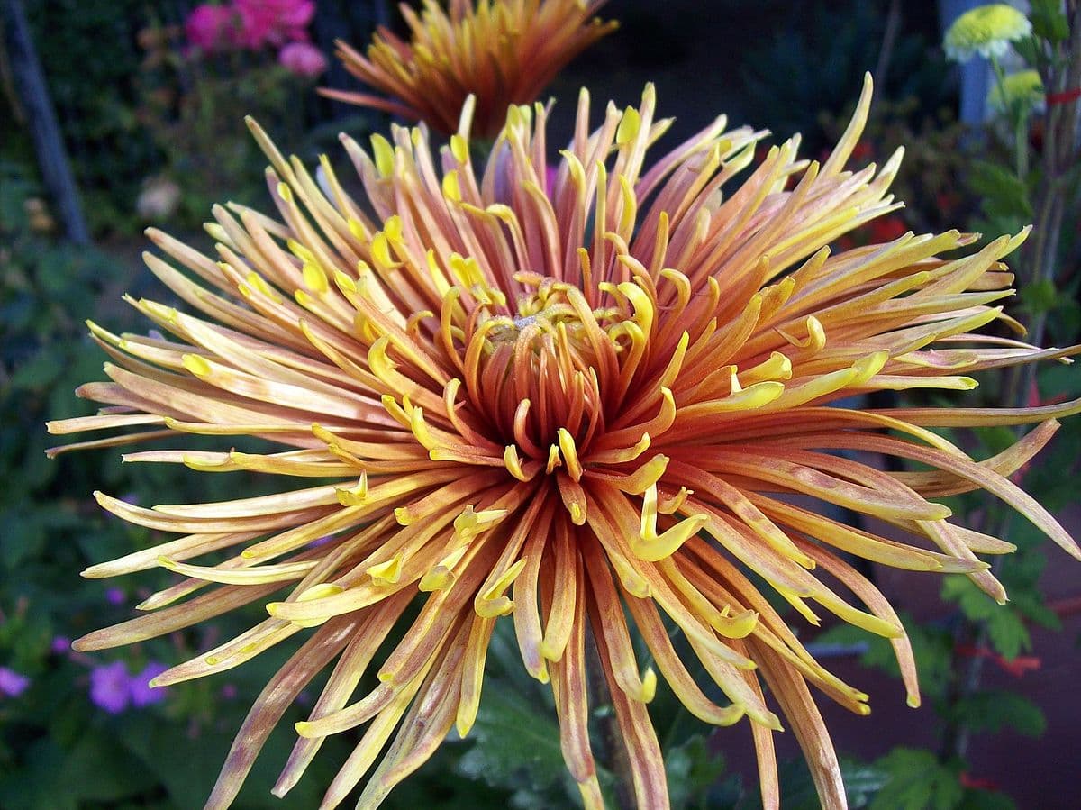 chrysanthème chemin des mots salaire origine symbolique saffina_Chrysanthemum