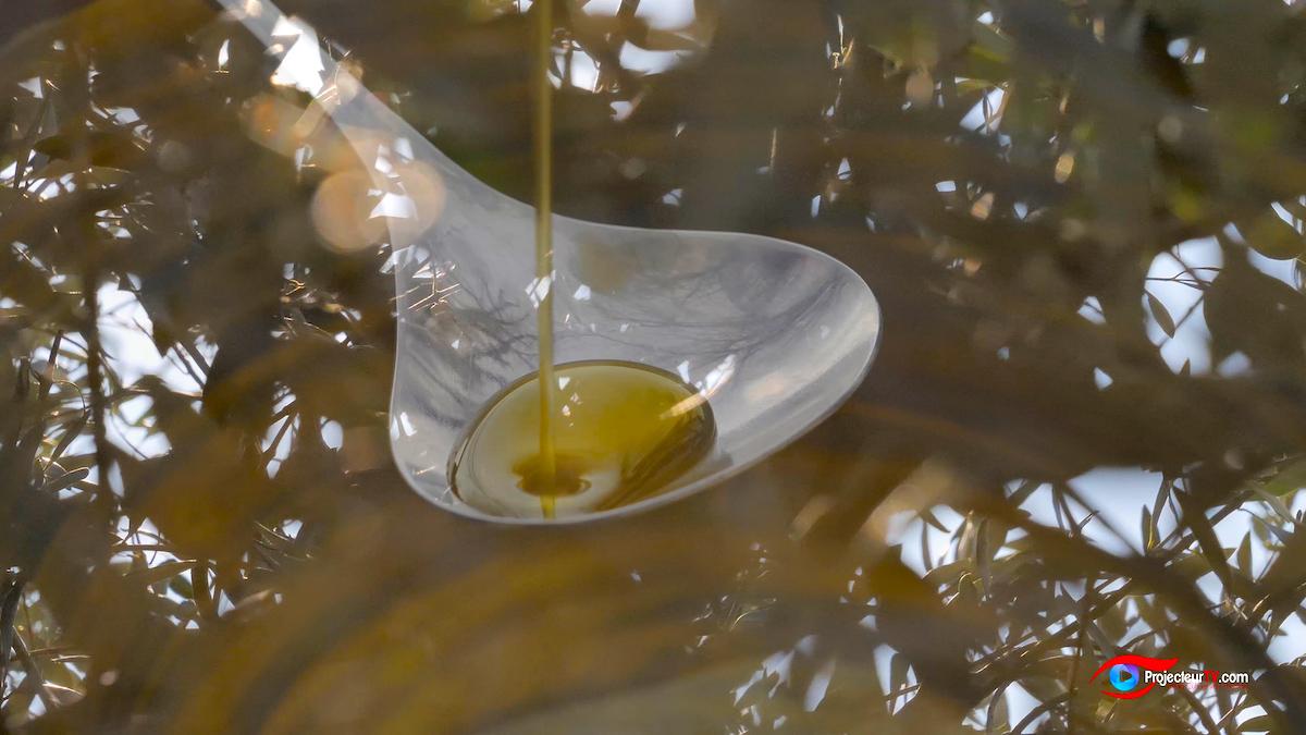 les étapes de fabrication de l'huile d'olive