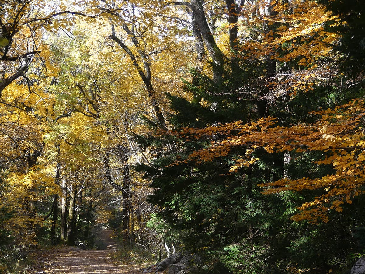 sainte-baume massif sanctuaire foret randonnee