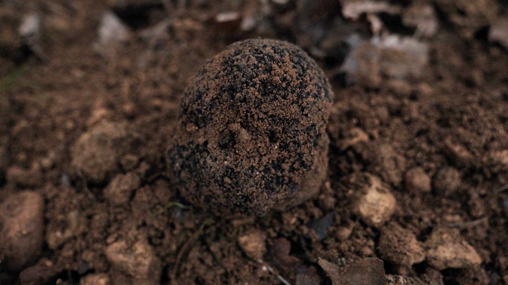 truffe noire du_perigord