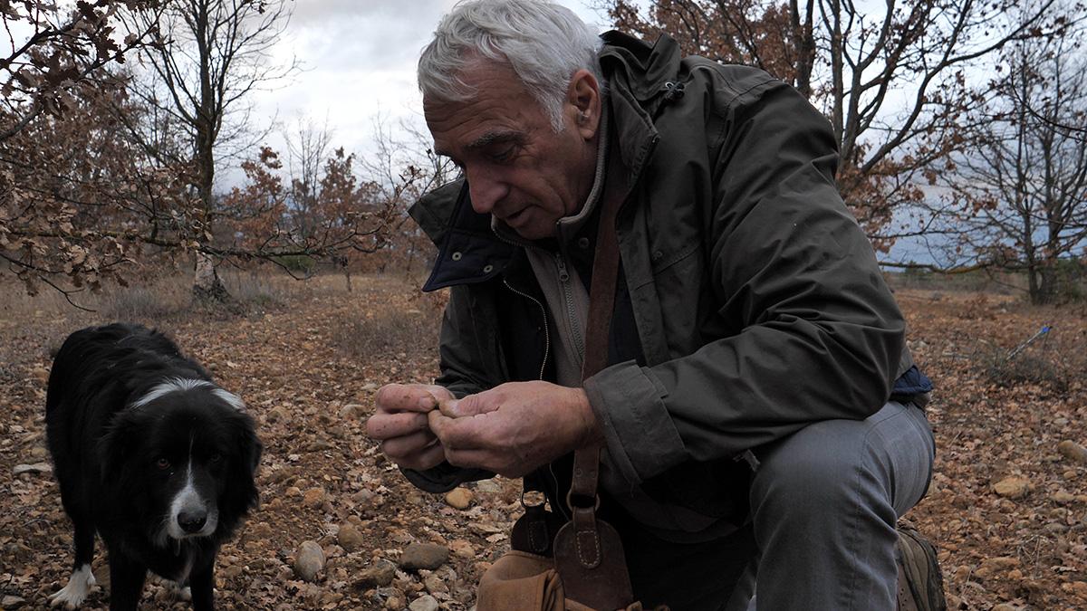 truffes-périgord-cavage-récolte-ramasser-chien-provence