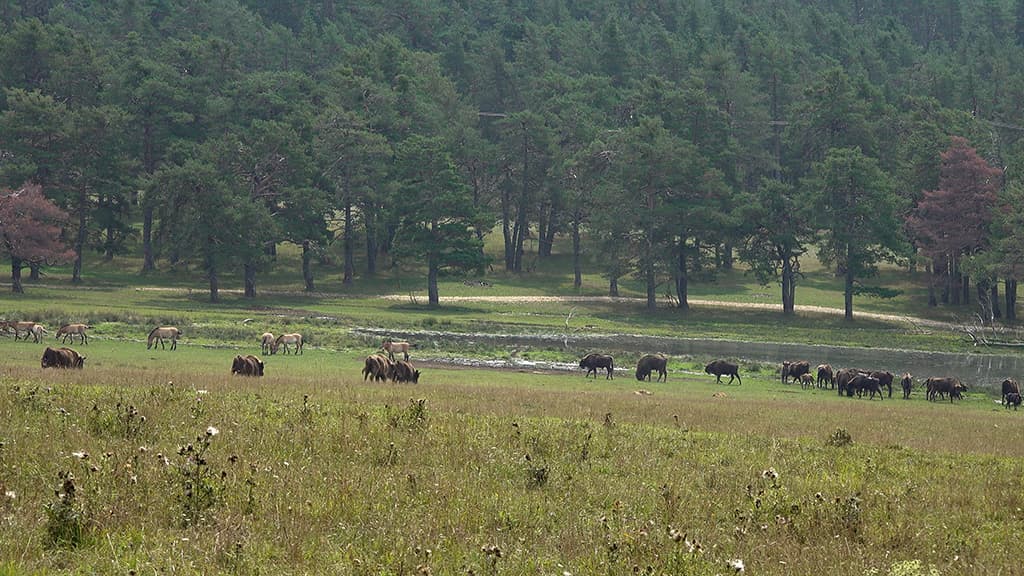 bisons europe chevaux sauvage reensauvagement thorenc monts d azur