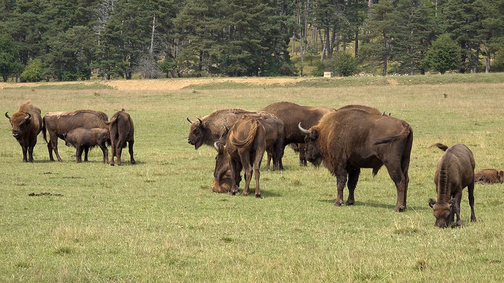 bisons europe reserve animaliere monts d azur thorenc