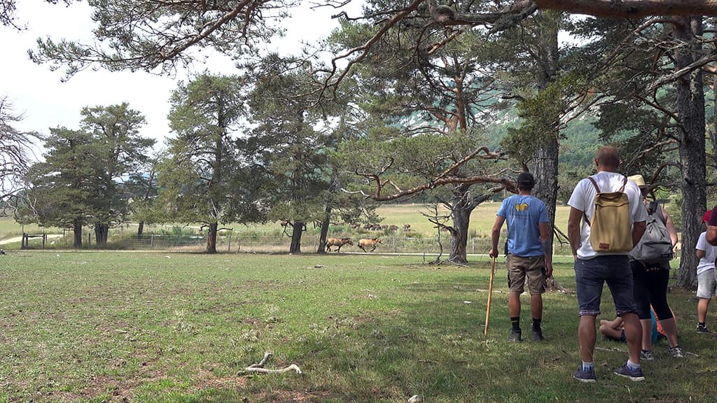 ecotourisme animalier reserve monts d azur thorenc pays de grasse