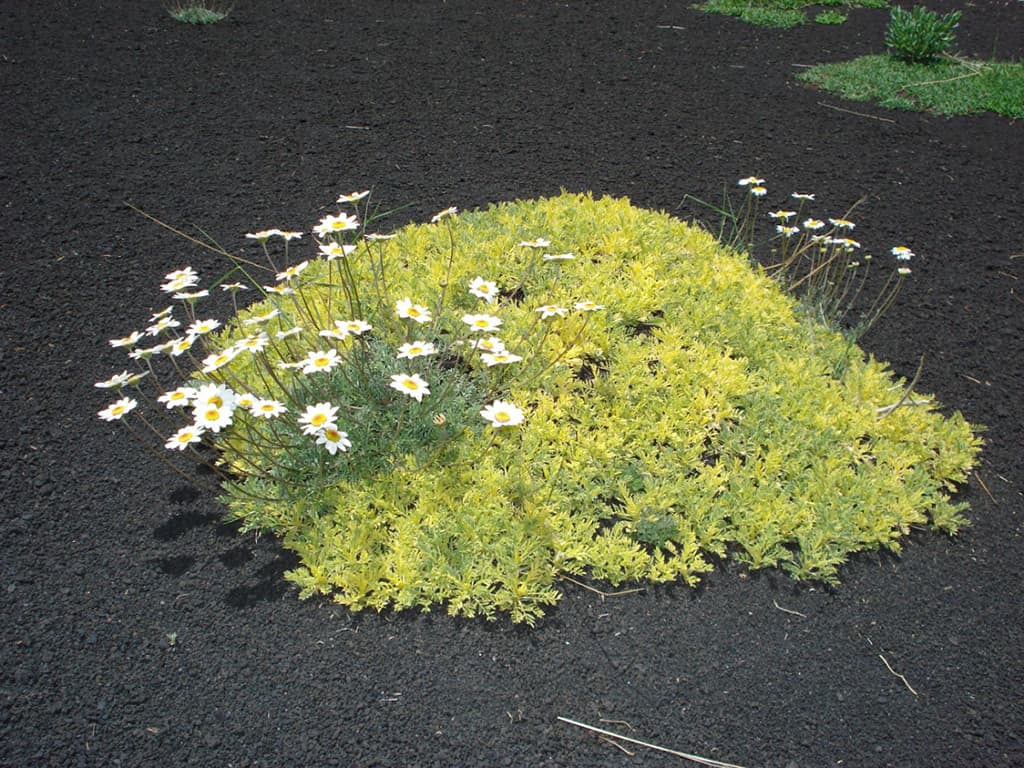 camomille sur lave etna sicile terre fertile