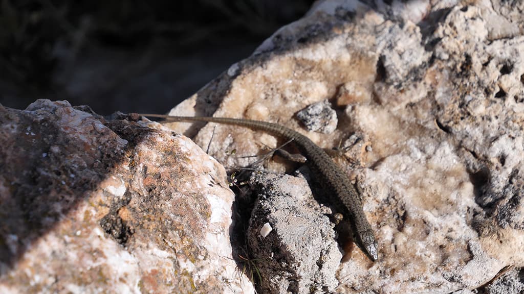 lezard route des cretes verdon faune flore