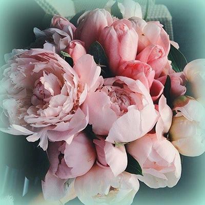 pivoine rose pale fleur ouverte