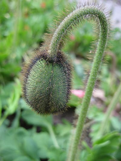 bouton floral coquelicot plante botanique